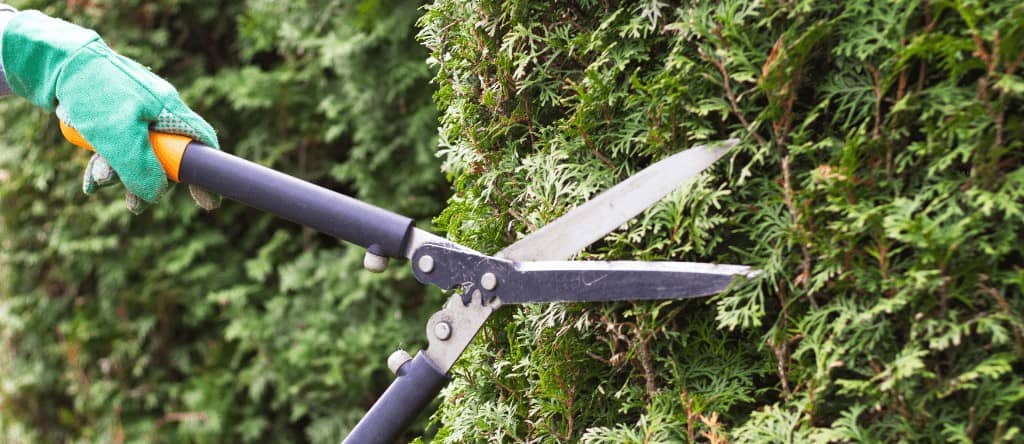 Entreprise d'élagage pour taille de haie à Bourg-en-Bresse (01) Bûcheron pour couper et abattre arbres et arbustes à Bourg-en-Bresse (01)